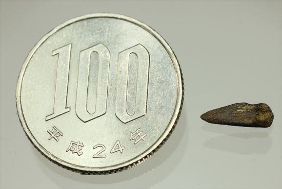 ダチョウもどきこと、ストルティオミムスの赤ちゃんの後肢の爪化石(その6)