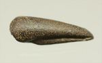  ダチョウもどきこと、ストルティオミムスの赤ちゃんの後肢の爪化石