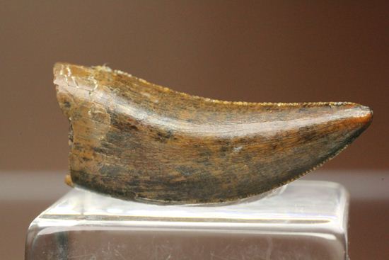獣脚類コレクター把握すべし!鳥類に近い、ドロマエオサウルスの歯(Doromaeosaurus)(その1)