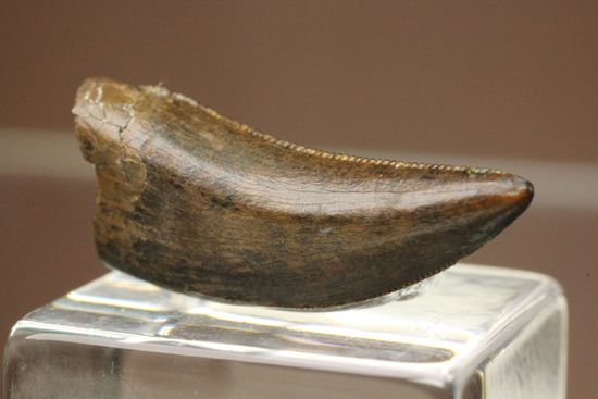 獣脚類コレクター把握すべし!鳥類に近い、ドロマエオサウルスの歯(Doromaeosaurus)(その2)