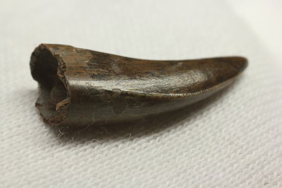 獣脚類コレクター把握すべし!鳥類に近い、ドロマエオサウルスの歯(Doromaeosaurus)(その4)