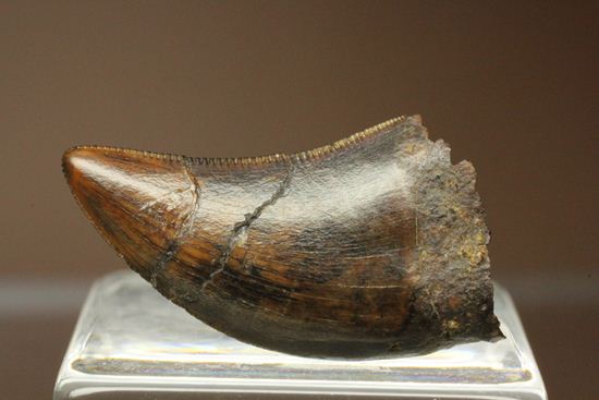ティラノサウルスと同時代、同場所で生き残った小型恐竜ドロマエオサウルスの歯化石(Dromaeosaurus)(その1)