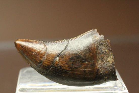 ティラノサウルスと同時代、同場所で生き残った小型恐竜ドロマエオサウルスの歯化石(Dromaeosaurus)(その2)