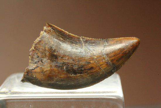 ティラノサウルスと同時代、同場所で生き残った小型恐竜ドロマエオサウルスの歯化石(Dromaeosaurus)(その3)