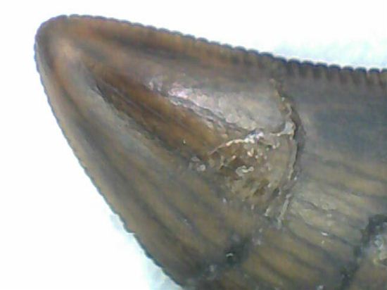 ティラノサウルスと同時代、同場所で生き残った小型恐竜ドロマエオサウルスの歯化石(Dromaeosaurus)(その4)