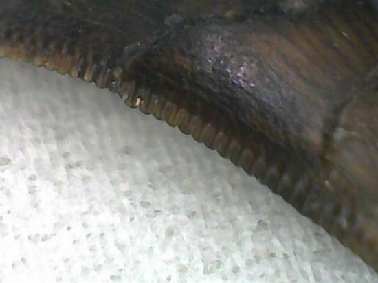 ティラノサウルスと同時代、同場所で生き残った小型恐竜ドロマエオサウルスの歯化石(Dromaeosaurus)(その5)
