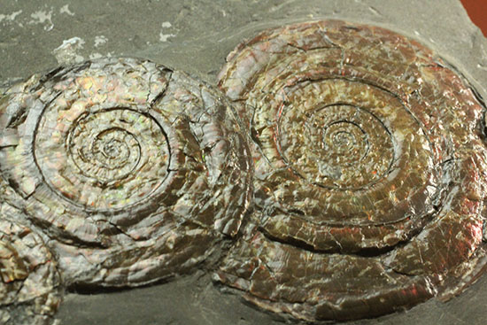 イギリスジュラ紀の海を展示しませんか？ダイナミックなフィロセラスが寄り添う、プレート標本。（その15）
