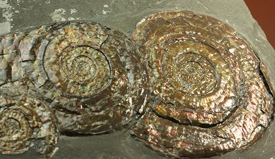 イギリスジュラ紀の海を展示しませんか？ダイナミックなフィロセラスが寄り添う、プレート標本。（その16）