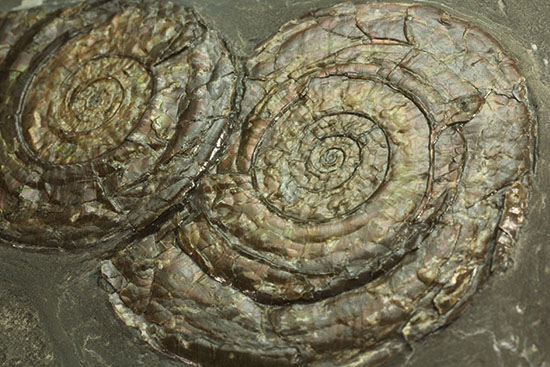 イギリスジュラ紀の海を展示しませんか？ダイナミックなフィロセラスが寄り添う、プレート標本。（その2）