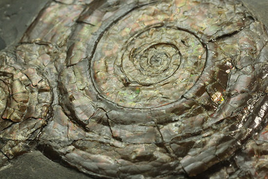 イギリスジュラ紀の海を展示しませんか？ダイナミックなフィロセラスが寄り添う、プレート標本。（その3）