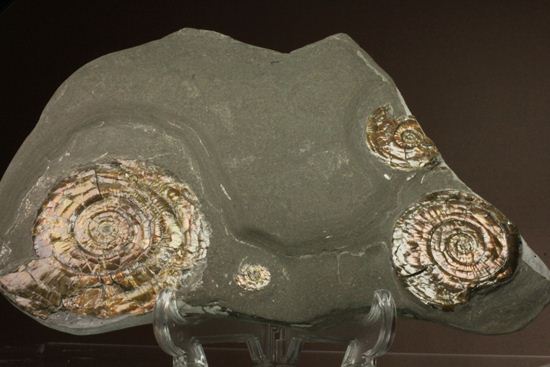丸いカットの母岩が特徴！イギリス産レア種フィロセラスプレート化石（その1）
