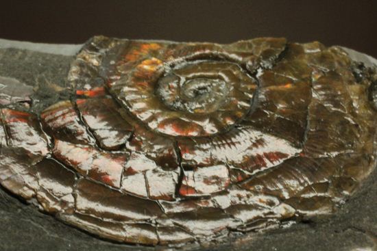 丸いカットの母岩が特徴！イギリス産レア種フィロセラスプレート化石（その11）