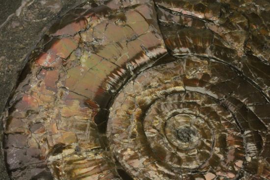 丸いカットの母岩が特徴！イギリス産レア種フィロセラスプレート化石（その8）
