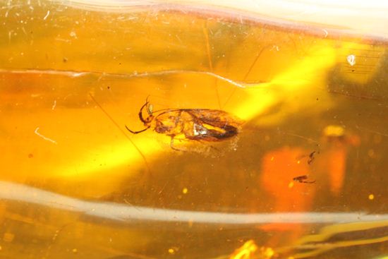 5匹の虫が包まれた!ルーペ必須!!7㎝のドミニカ産虫入り琥珀(Amber)(その1)