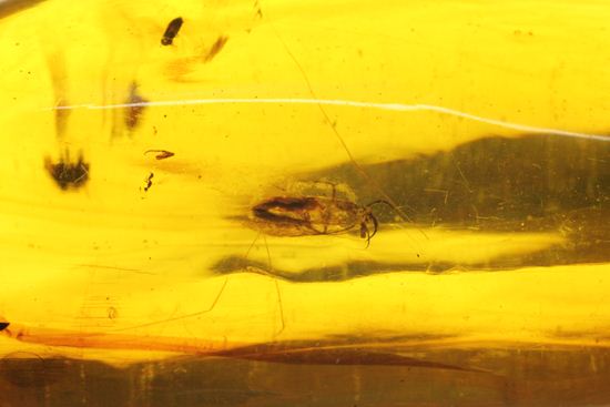 5匹の虫が包まれた!ルーペ必須!!7㎝のドミニカ産虫入り琥珀(Amber)(その10)