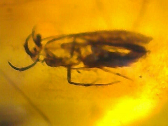 5匹の虫が包まれた!ルーペ必須!!7㎝のドミニカ産虫入り琥珀(Amber)(その11)
