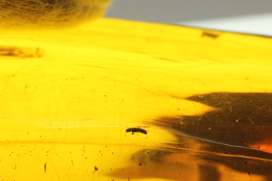 5匹の虫が包まれた!ルーペ必須!!7㎝のドミニカ産虫入り琥珀(Amber)(その12)