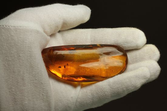 5匹の虫が閉じ込められた！ルーペ必須！！7㎝のドミニカ産虫入り琥珀（Amber）（その14）