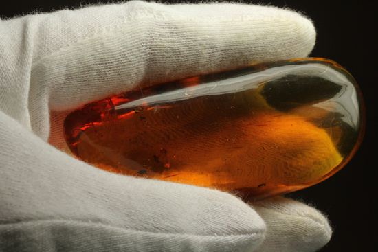 5匹の虫が包まれた!ルーペ必須!!7㎝のドミニカ産虫入り琥珀(Amber)(その15)