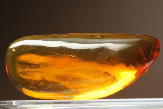 5匹の虫が閉じ込められた！ルーペ必須！！7㎝のドミニカ産虫入り琥珀（Amber）（その16）