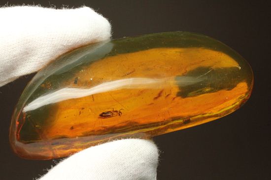 5匹の虫が包まれた!ルーペ必須!!7㎝のドミニカ産虫入り琥珀(Amber)(その2)