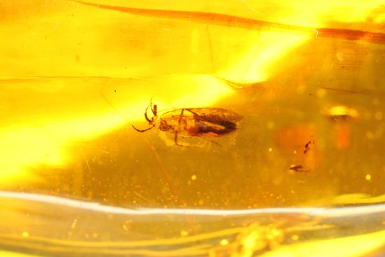 5匹の虫が閉じ込められた！ルーペ必須！！7㎝のドミニカ産虫入り琥珀（Amber）（その4）