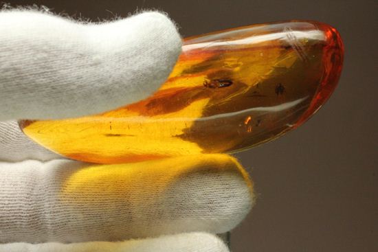 5匹の虫が閉じ込められた！ルーペ必須！！7㎝のドミニカ産虫入り琥珀（Amber）（その9）