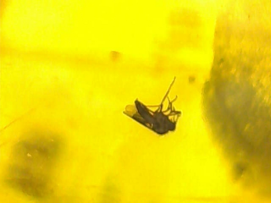 超レアと思われる虫が包まれた！！ドミニカ産大きな虫入り琥珀（Amber）（その10）