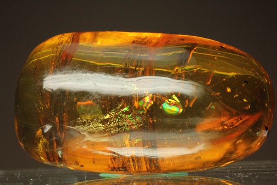 超レアと思われる虫が包まれた！！ドミニカ産大きな虫入り琥珀（Amber）（その15）