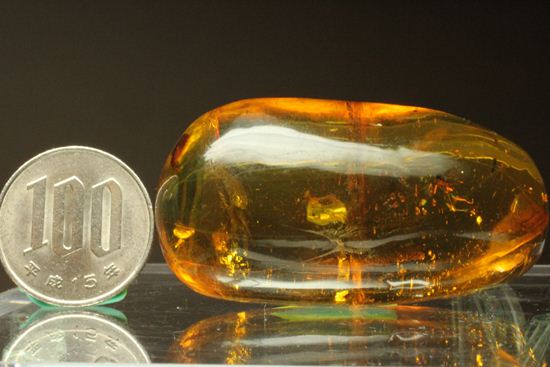 超レアと思われる虫が包まれた！！ドミニカ産大きな虫入り琥珀（Amber）（その16）