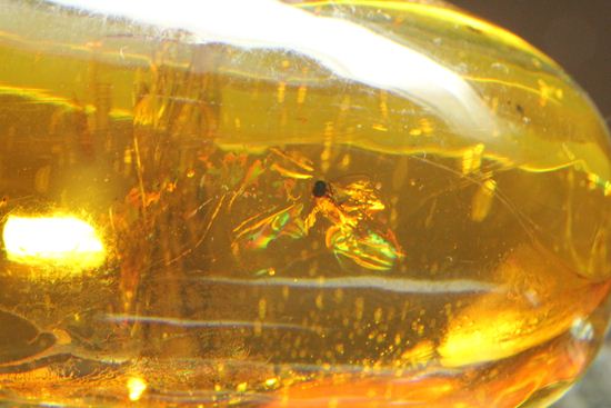 超レアと思われる虫が包まれた！！ドミニカ産大きな虫入り琥珀（Amber）（その17）
