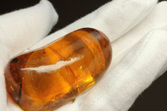超レアと思われる虫が包まれた！！ドミニカ産大きな虫入り琥珀（Amber）（その3）