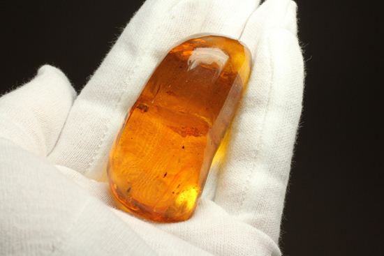 超レアと思われる虫が包まれた！！ドミニカ産大きな虫入り琥珀（Amber）（その4）