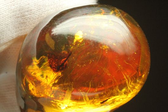 超レアと思われる虫が包まれた！！ドミニカ産大きな虫入り琥珀（Amber）（その6）