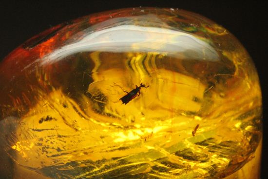 超レアと思われる虫が包まれた！！ドミニカ産大きな虫入り琥珀（Amber）（その7）