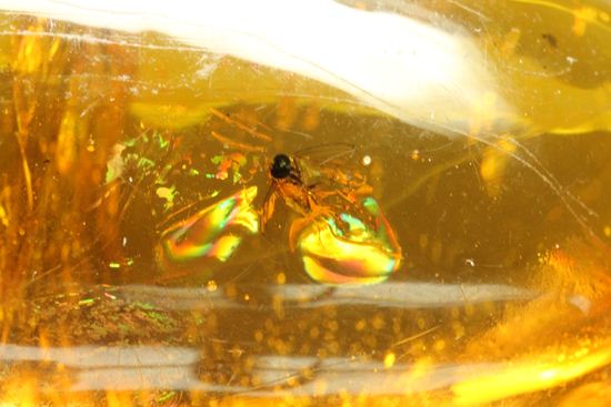 超レアと思われる虫が包まれた！！ドミニカ産大きな虫入り琥珀（Amber）（その8）