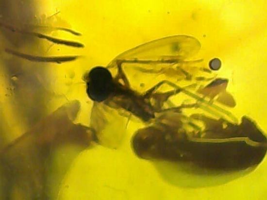 超レアと思われる虫が包まれた！！ドミニカ産大きな虫入り琥珀（Amber）（その9）