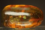 超レアと思われる虫が閉じ込められた!!ドミニカ産大きな虫入り琥珀(Amber)