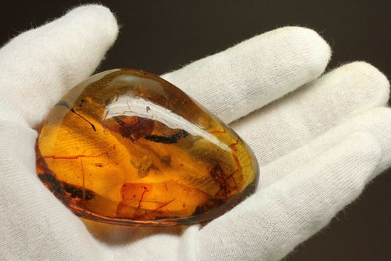 はっきりと大きな虫が鑑賞できる！大きな大きな手のひらサイズのドミニカ産琥珀（Amber）（その1）