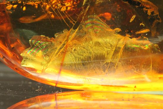 はっきりと大きな虫が鑑賞できる!大きな大きな手のひらサイズのドミニカ産琥珀(Amber)(その10)
