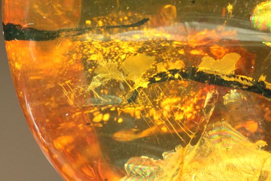 はっきりと大きな虫が鑑賞できる!大きな大きな手のひらサイズのドミニカ産琥珀(Amber)(その11)