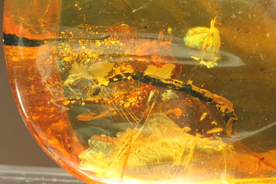 はっきりと大きな虫が鑑賞できる!大きな大きな手のひらサイズのドミニカ産琥珀(Amber)(その12)