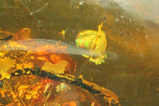 はっきりと大きな虫が鑑賞できる!大きな大きな手のひらサイズのドミニカ産琥珀(Amber)(その13)