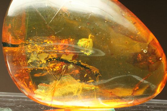 はっきりと大きな虫が鑑賞できる!大きな大きな手のひらサイズのドミニカ産琥珀(Amber)(その14)