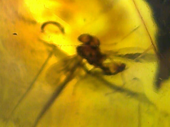 はっきりと大きな虫が鑑賞できる!大きな大きな手のひらサイズのドミニカ産琥珀(Amber)(その17)