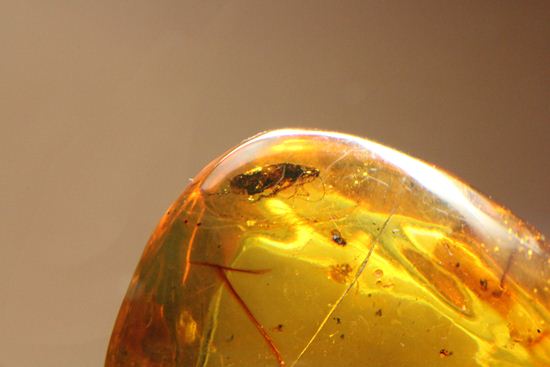 はっきりと大きな虫が鑑賞できる!大きな大きな手のひらサイズのドミニカ産琥珀(Amber)(その18)