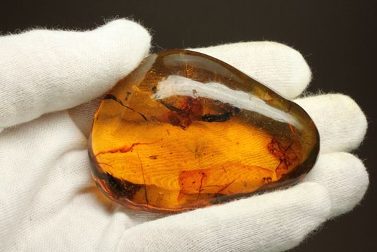 はっきりと大きな虫が鑑賞できる!大きな大きな手のひらサイズのドミニカ産琥珀(Amber)(その19)