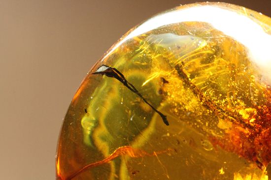 はっきりと大きな虫が鑑賞できる!大きな大きな手のひらサイズのドミニカ産琥珀(Amber)(その3)