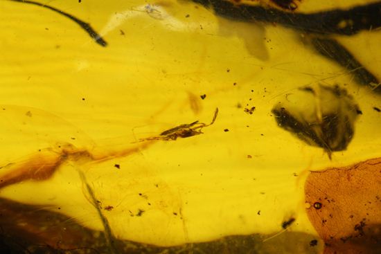 はっきりと大きな虫が鑑賞できる!大きな大きな手のひらサイズのドミニカ産琥珀(Amber)(その4)