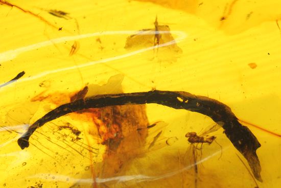 はっきりと大きな虫が鑑賞できる!大きな大きな手のひらサイズのドミニカ産琥珀(Amber)(その5)